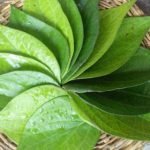 cara menghilangkan bau mulut dengan daun sirih