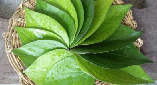 cara menghilangkan bau mulut dengan daun sirih