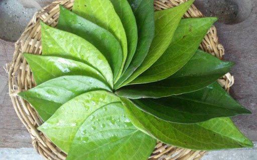 cara menghilangkan bau mulut dengan daun sirih